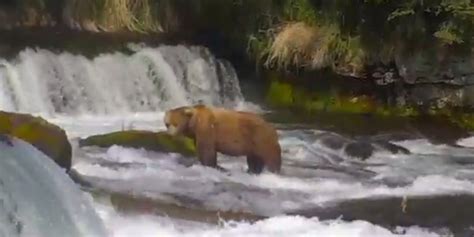 Big <b>Bear</b> City, CA 92314 | 909. . Live webcams alaska bears